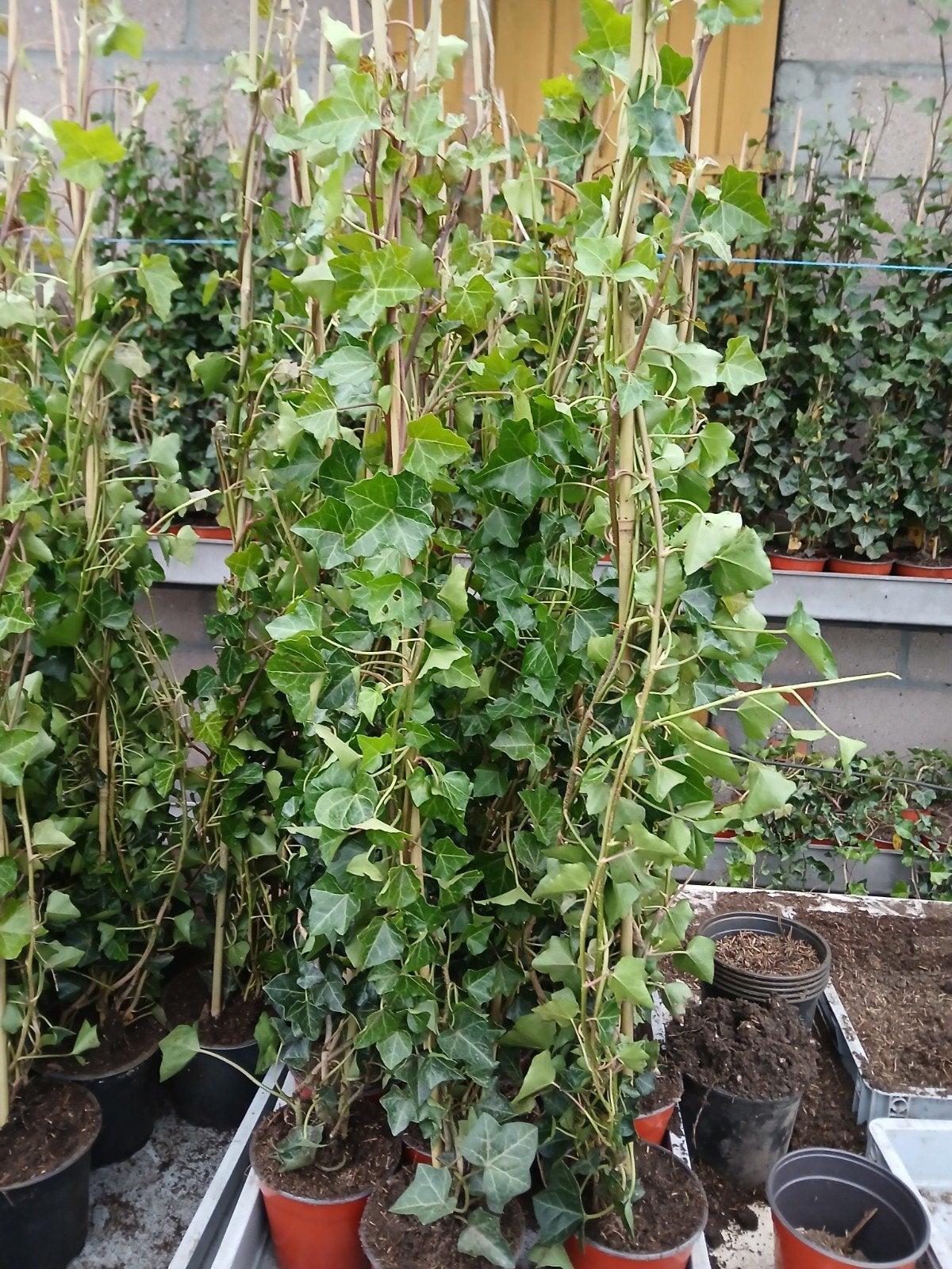hedera, Ophalen, Vaste plant, Bloeit niet, Halfschaduw