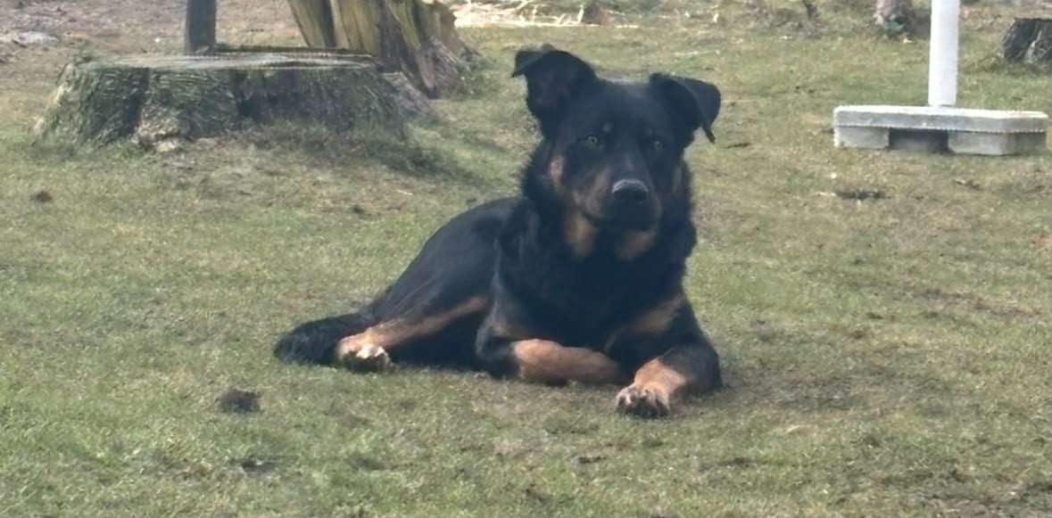 Beaucaron reu hond, Dieren en Toebehoren, 1 tot 2 jaar, Parvo, Eén hond, Nederland