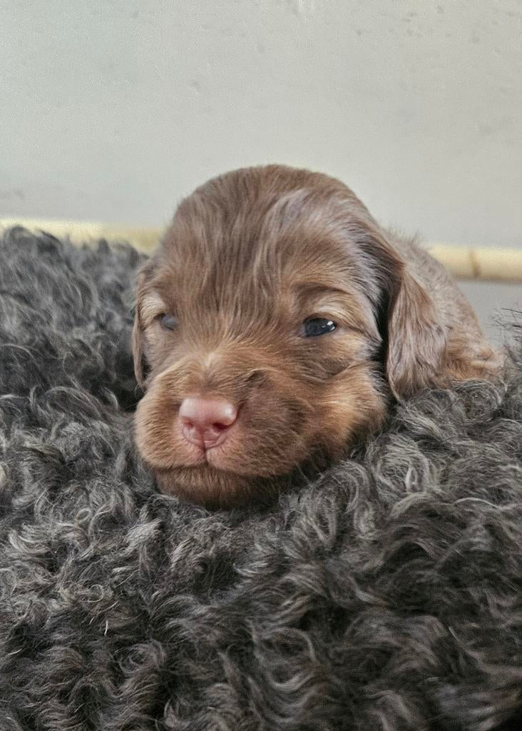 9 prachtige labradoodle /goldendoodle pups geboren, 8 tot 15 weken, Geslacht onbekend, Parvo, Meerdere