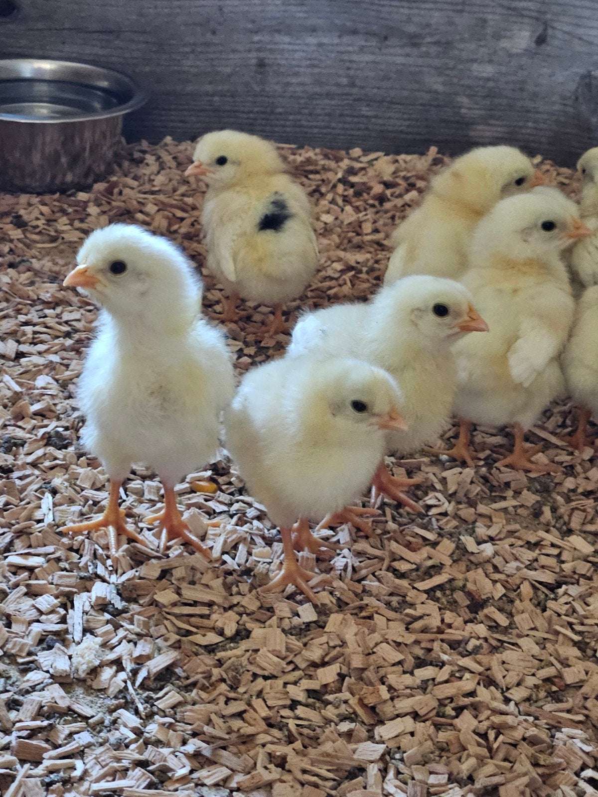 Zweedsebloemkip x witte leghorn kuikens 1 week oud!!!, Dieren en Toebehoren, Pluimvee, Geslacht onbekend, Kip