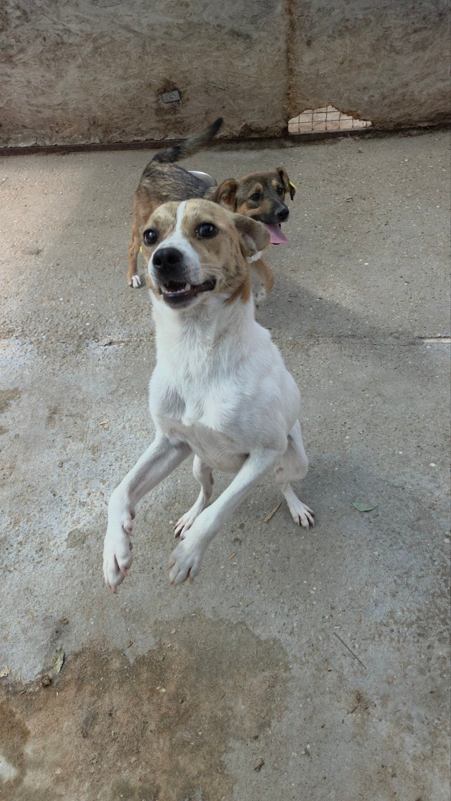 Enthousiaste, vrolijke Donny ter adoptie!, Particulier, Reu, 1 tot 2 jaar, Buitenland
