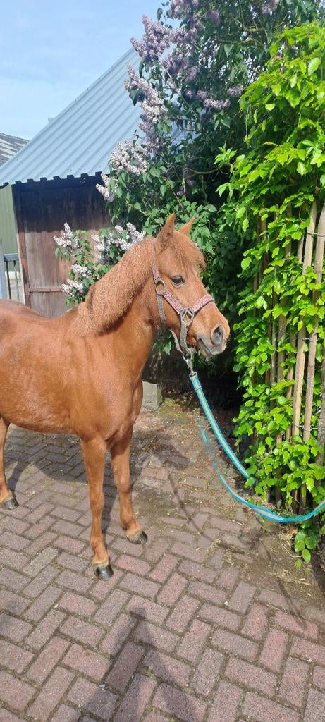 Mooie A pony te koop, Dieren en Toebehoren, Pony's, Merrie
