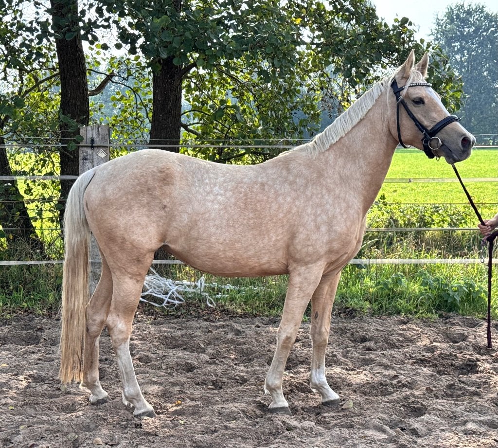 Mooie E-pony merrie, Dressuurpony, 3 tot 6 jaar, Onbeleerd, Merrie