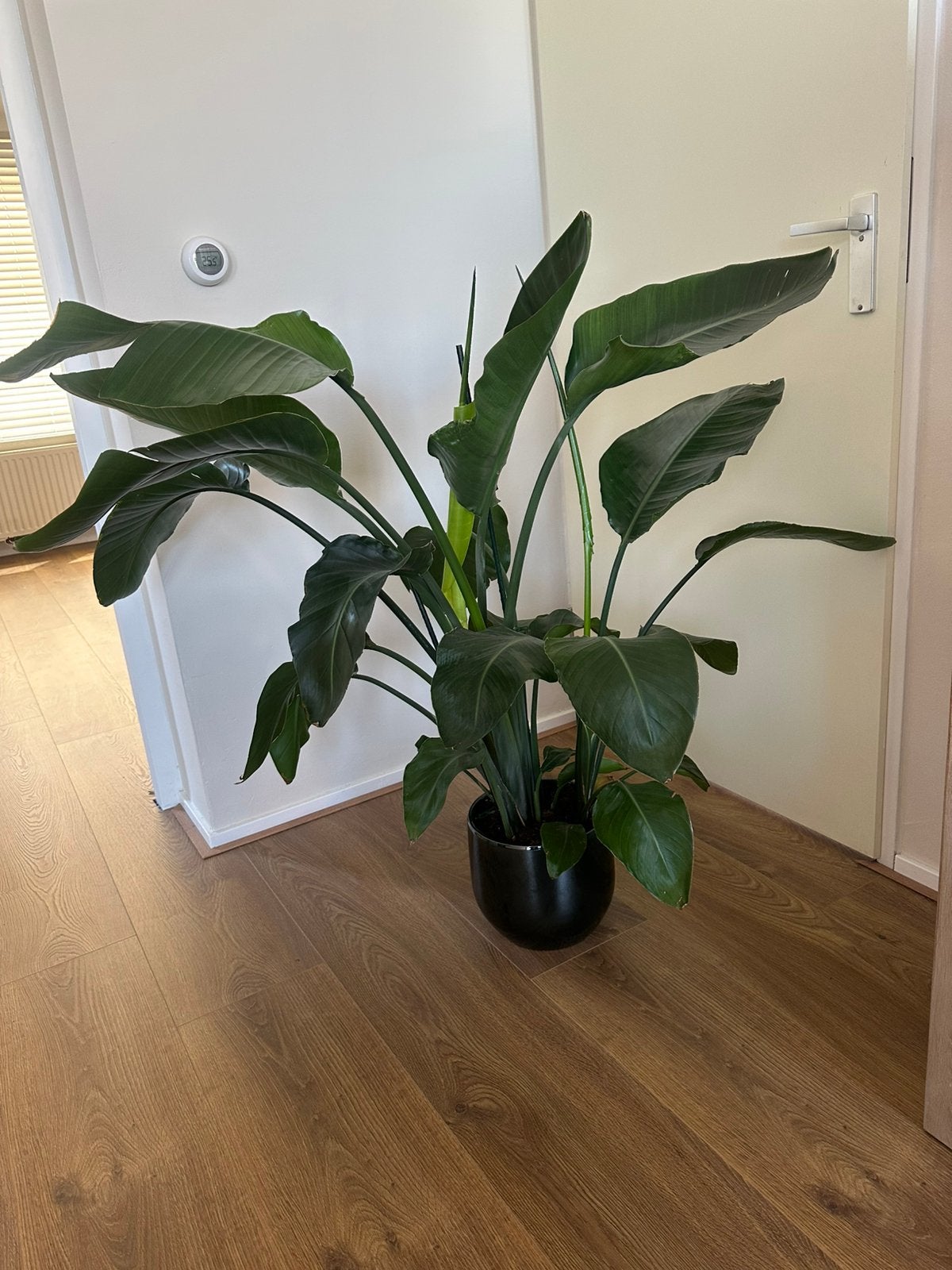 Strelitzia Nicolai in pot van Mica decorations, Huis en Inrichting, Ophalen, In pot, Halfschaduw, Minder dan 100 cm