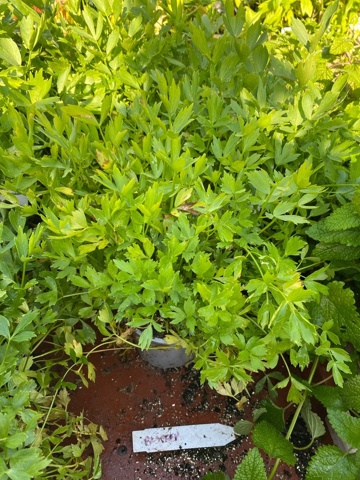 Kruiden nu 50% korting voor €1,75, Tuin en Terras, Planten | Tuinplanten, Ophalen, Overige soorten, Volle zon