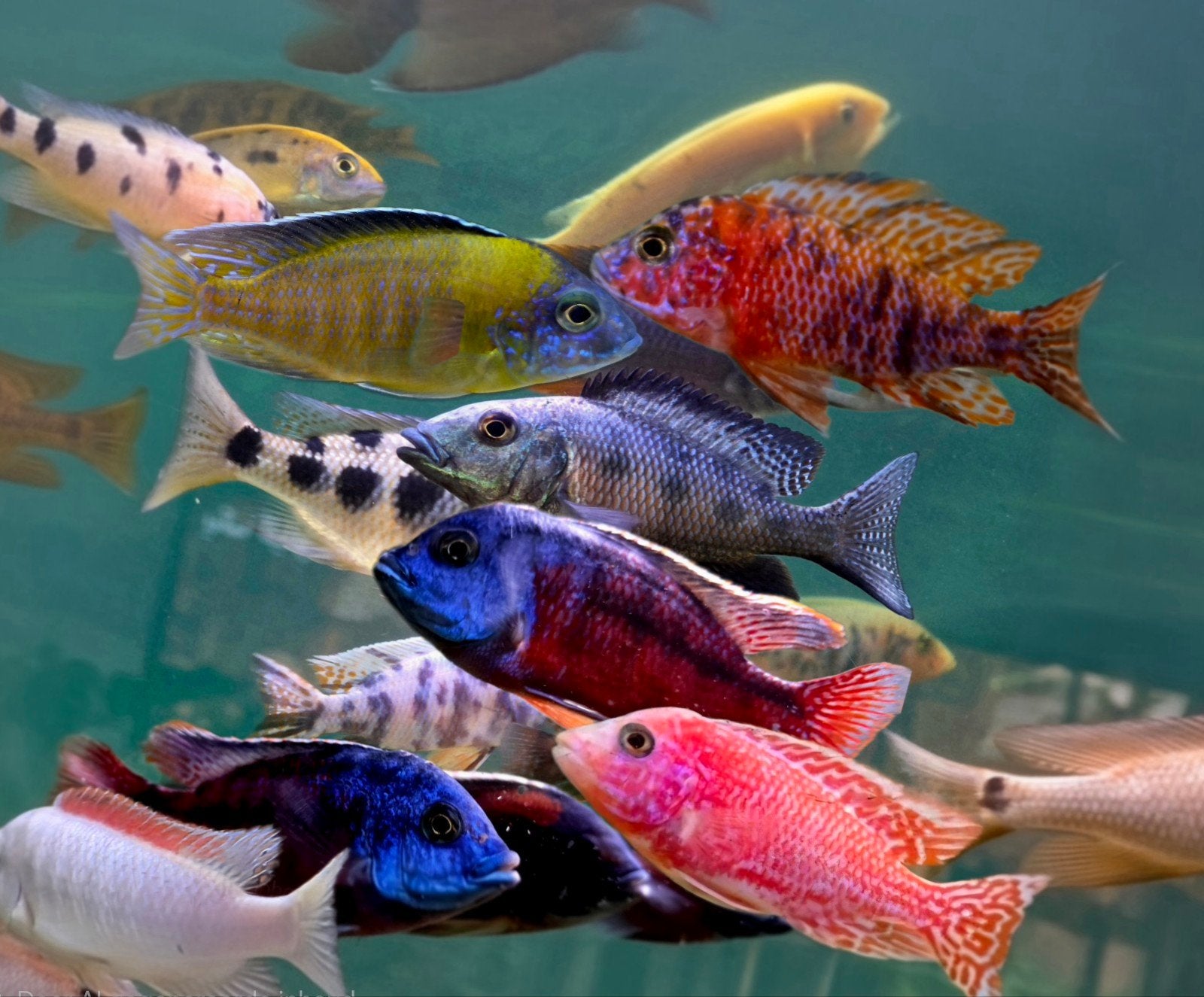 Malawi cichliden 8-20 cm mooi/op kleur, Dieren en Toebehoren, Vissen | Aquariumvissen, Vis, Zoetwatervis, Schoolvis