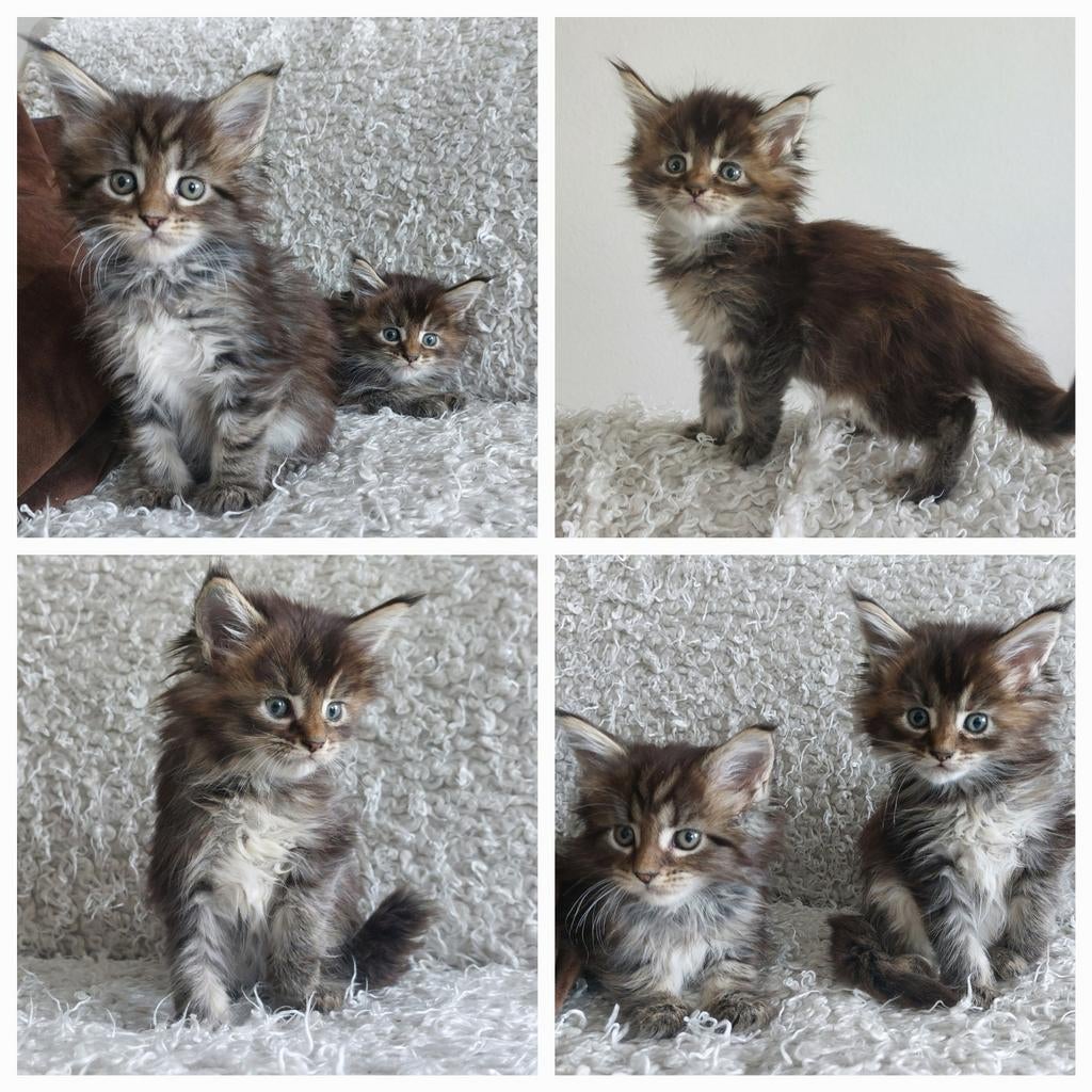 Maine coon kittens met stamboom.  Ouders uitgebreid getest, Meerdere dieren, Met stamboom