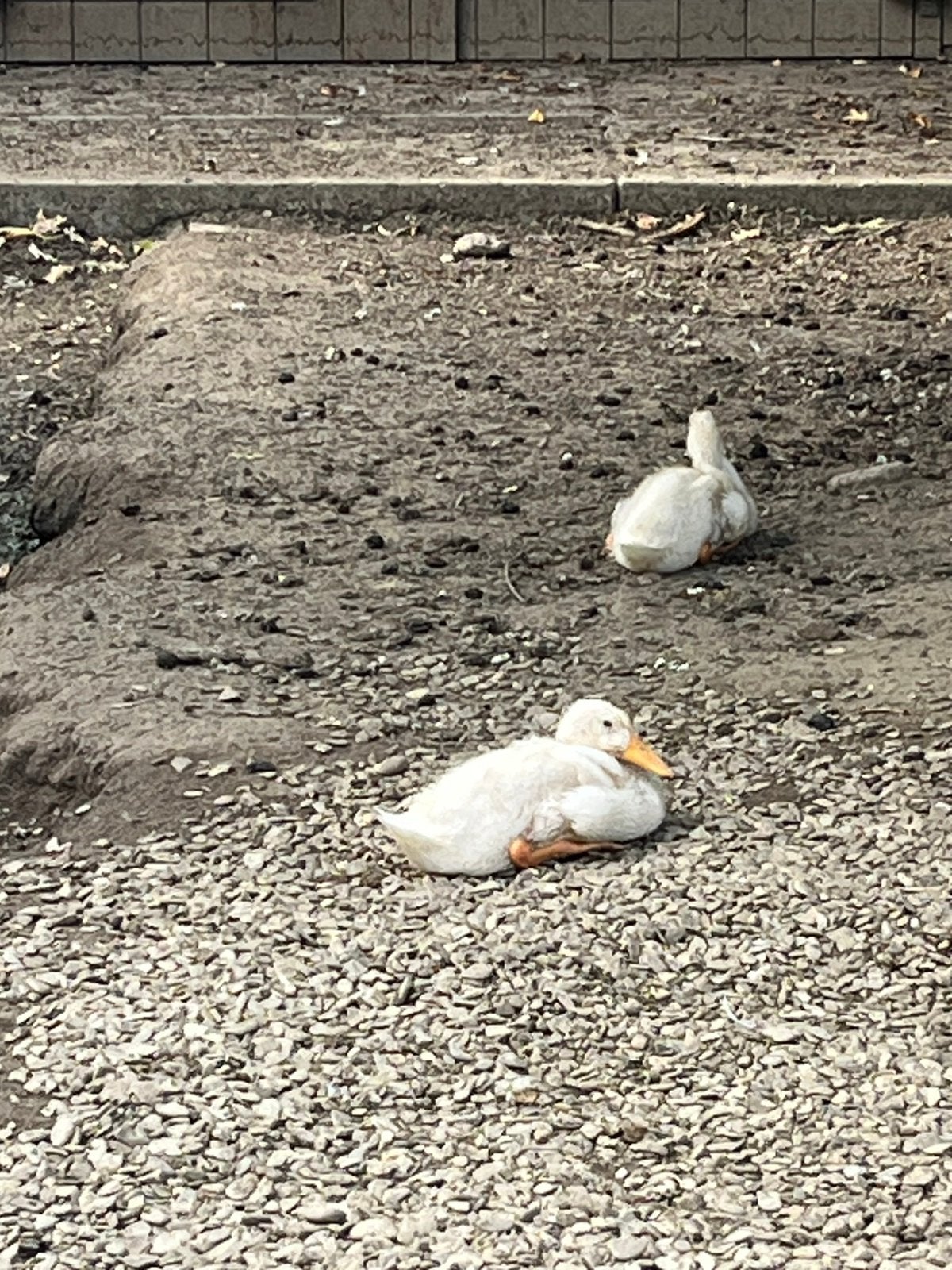 Super mooie fleseenden kuikens van 6 weken oud, Dieren en Toebehoren, Geslacht onbekend, Kip