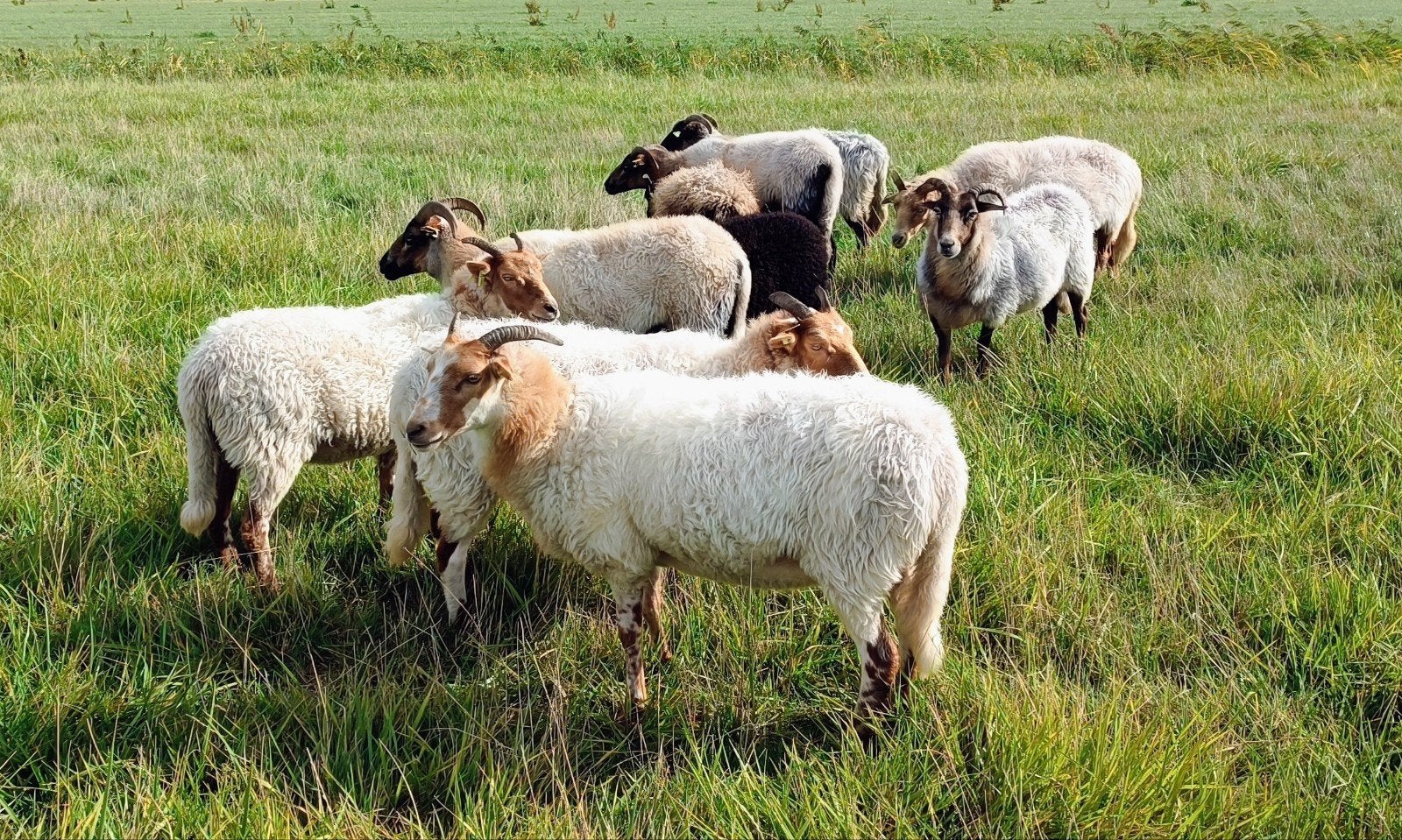 Drents Heideschapen, Meerdere dieren, Schaap