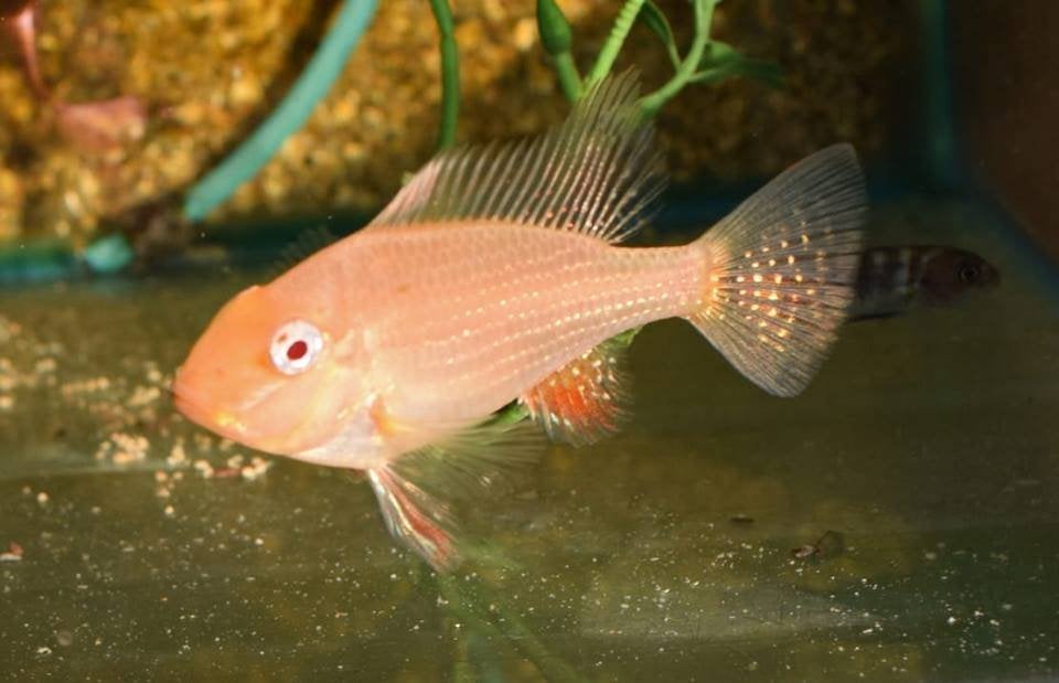 Zuid Amerikaanse Cichliden: Acarichthys heckelii Albino, Vis, Zoetwatervis