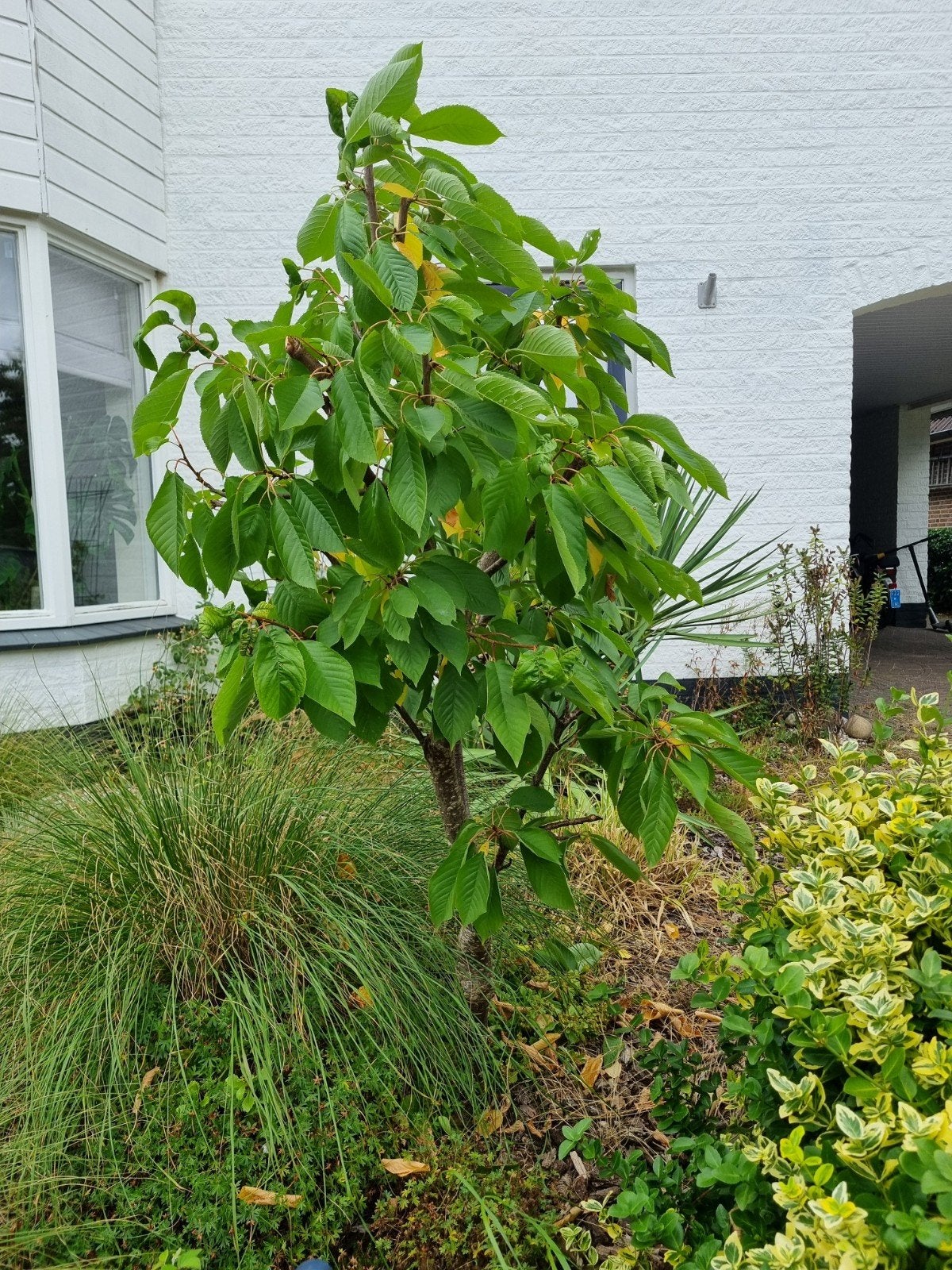 Kersenboom - Jonge boom met potentieel, Tuin en Terras, Planten | Bomen, Overige soorten, Lente, 100 tot 250 cm, Ophalen