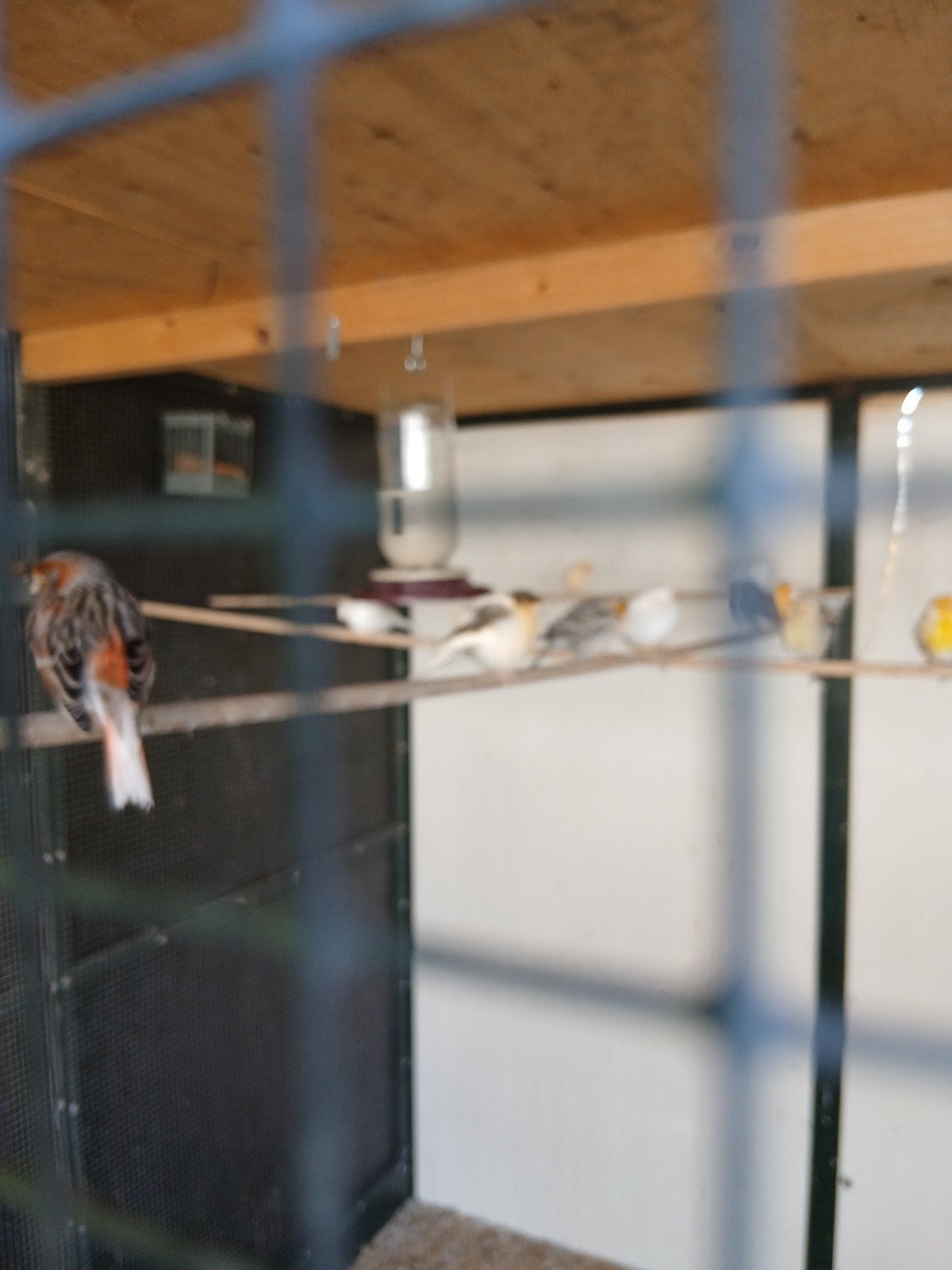 kanaries te koop, Dieren en Toebehoren, Vogels | Kanaries, Meerdere dieren, Kleurkanarie