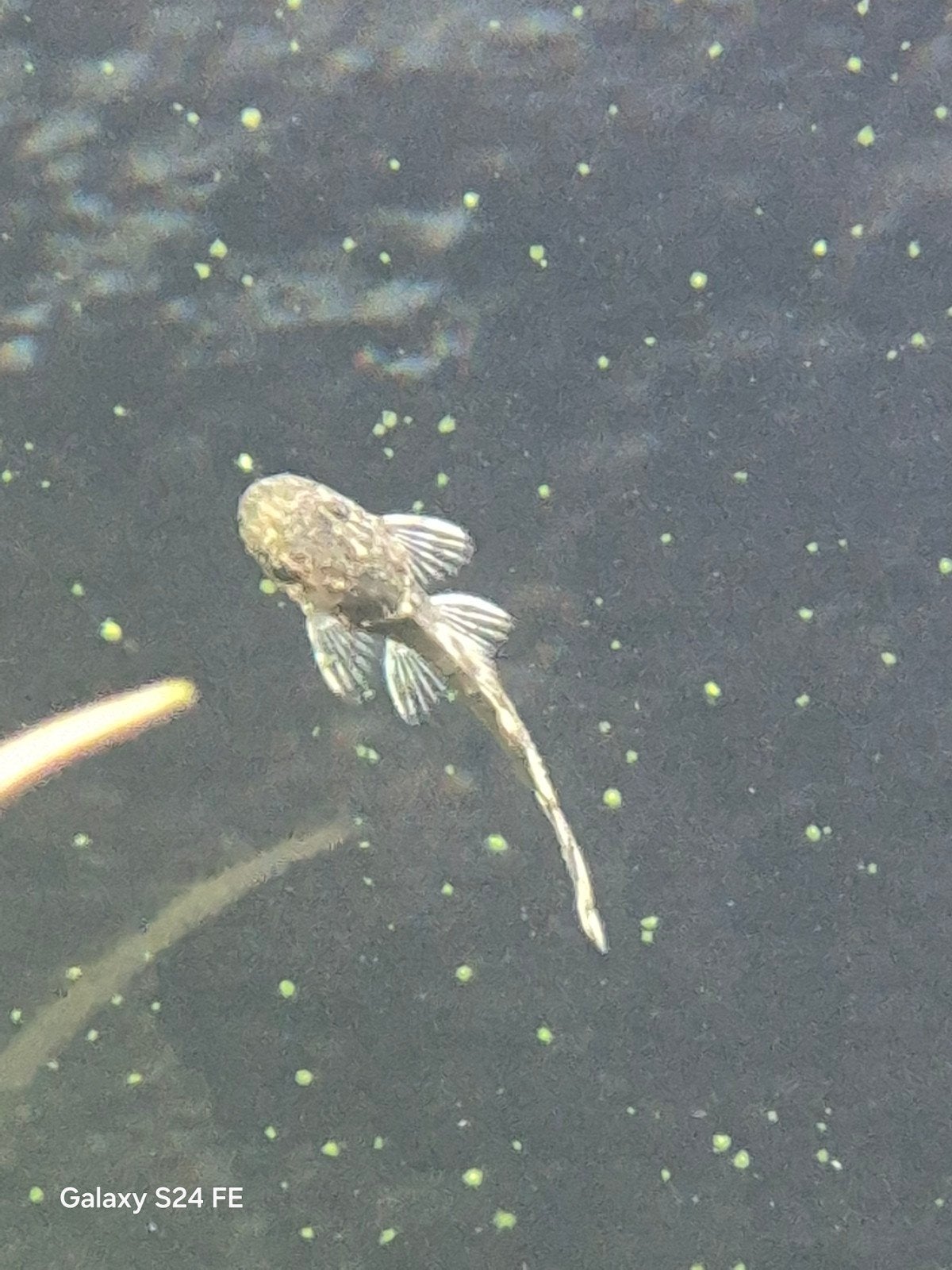 Baby meerval algeneters, Dieren en Toebehoren, Vissen | Aquariumvissen, Vis