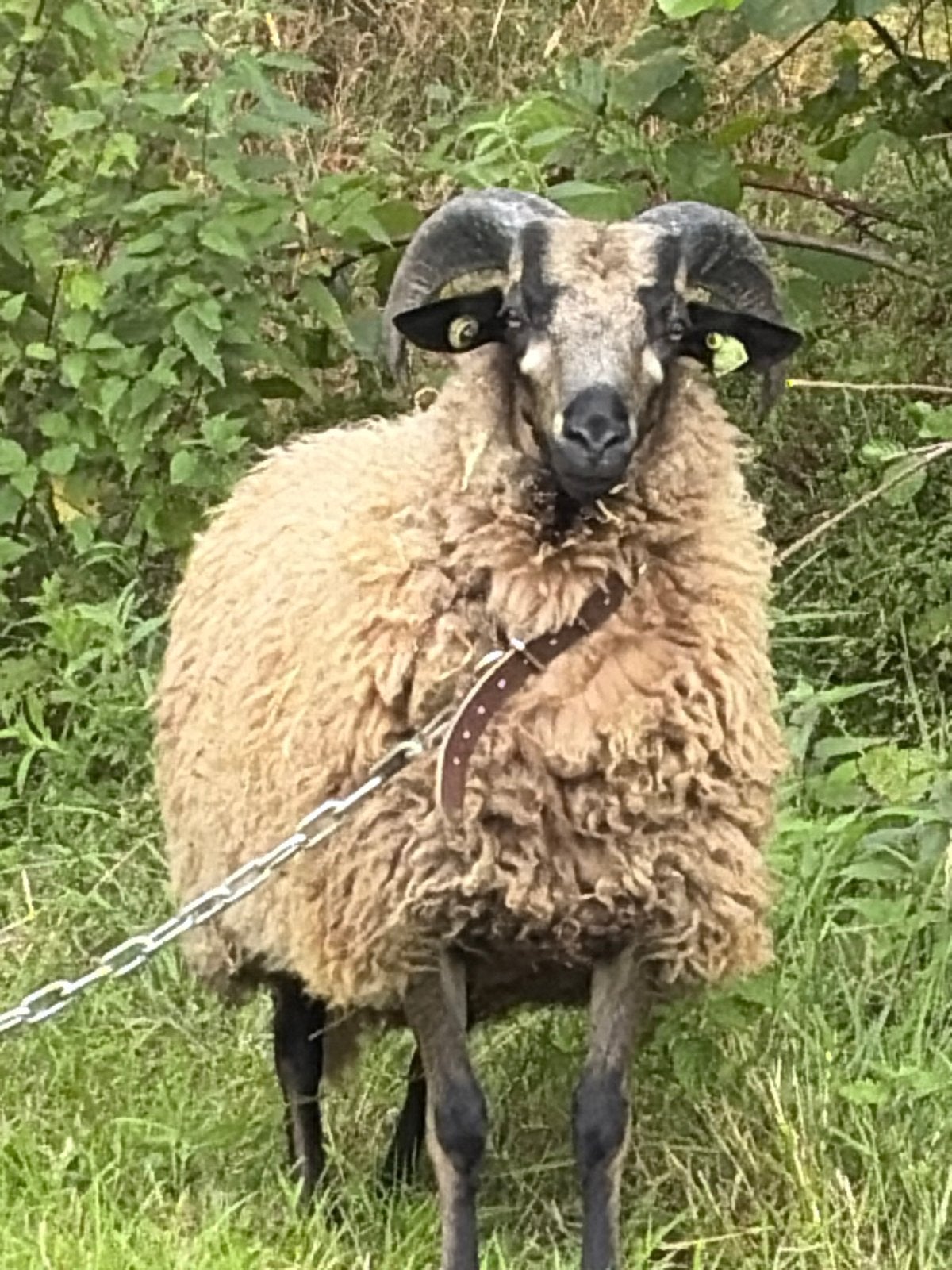 Drentsheide schaap ram dassenkop, Dieren en Toebehoren, Schapen, Geiten en Varkens, Schaap, Mannelijk