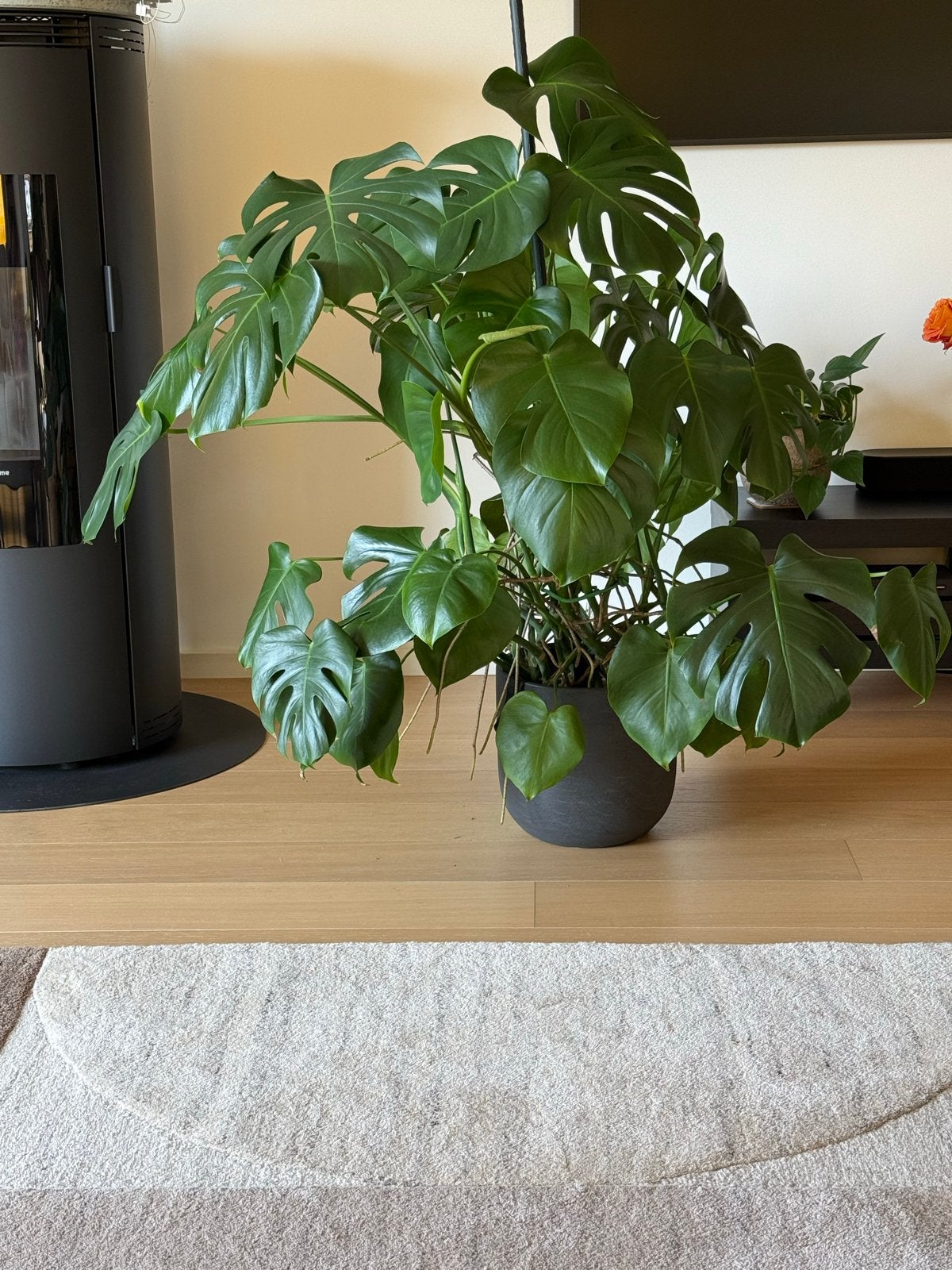 Grote gezonde Monstera op hydrocultuur (1.25m), Ophalen, 100 tot 150 cm, Overige soorten, Halfschaduw
