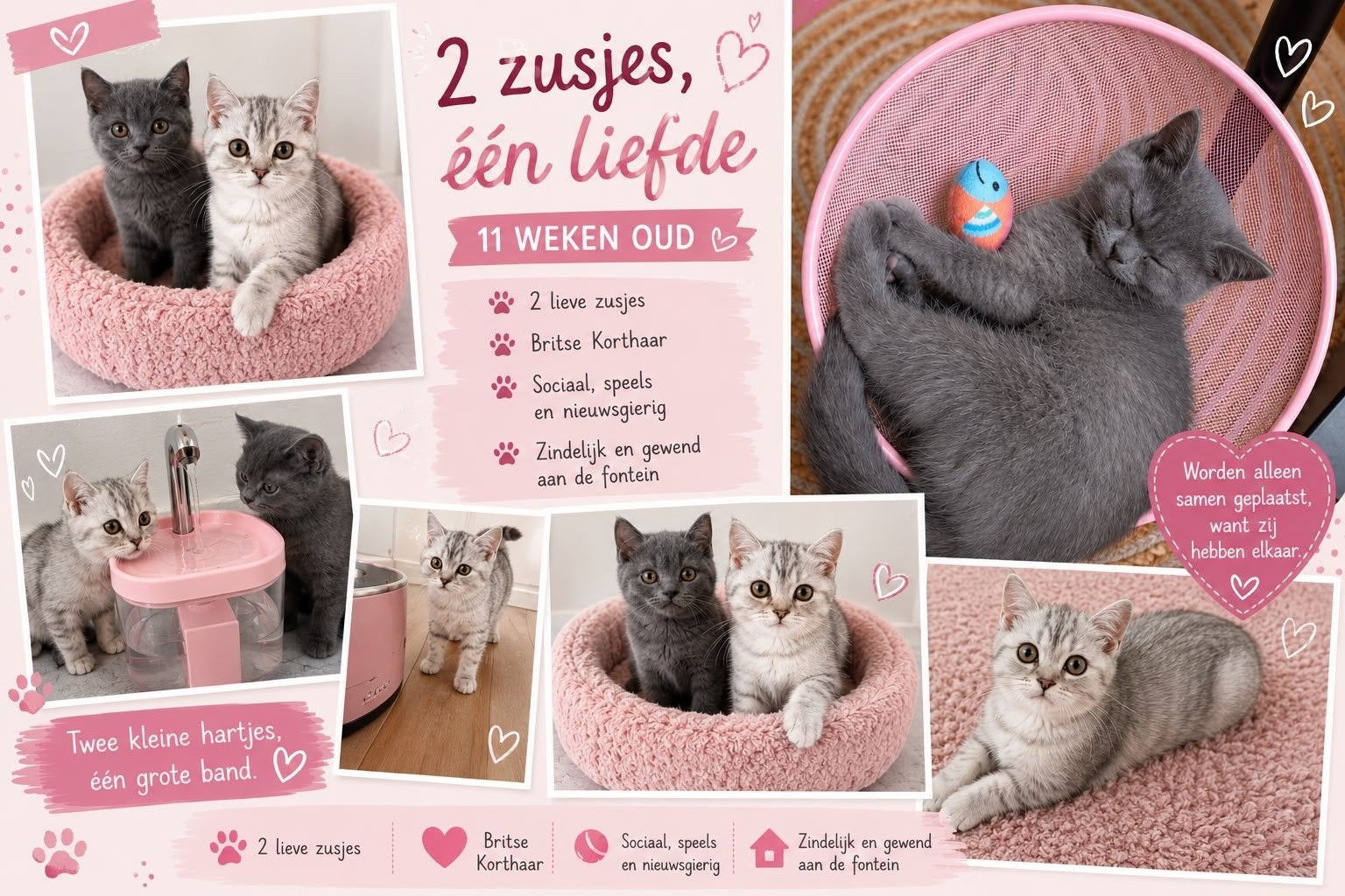 2 zusjes een liefde, Poes