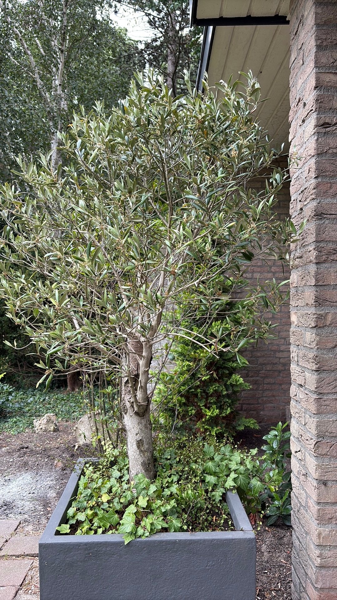 Olijfboom met pot 55/55 cm, Tuin en Terras, Bloeit niet, 100 tot 250 cm, Olijfboom, Ophalen
