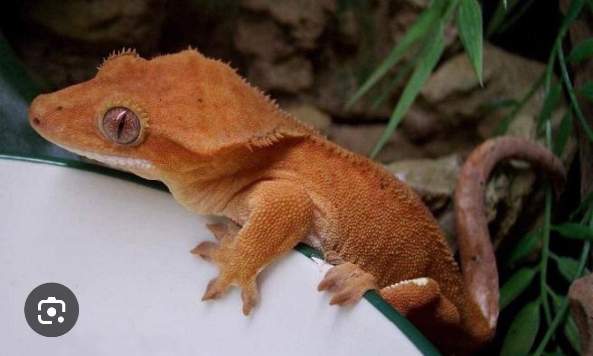 Ik ben opzoek naar wimpergekko of gargoylegekko, Hagedis, 0 tot 2 jaar