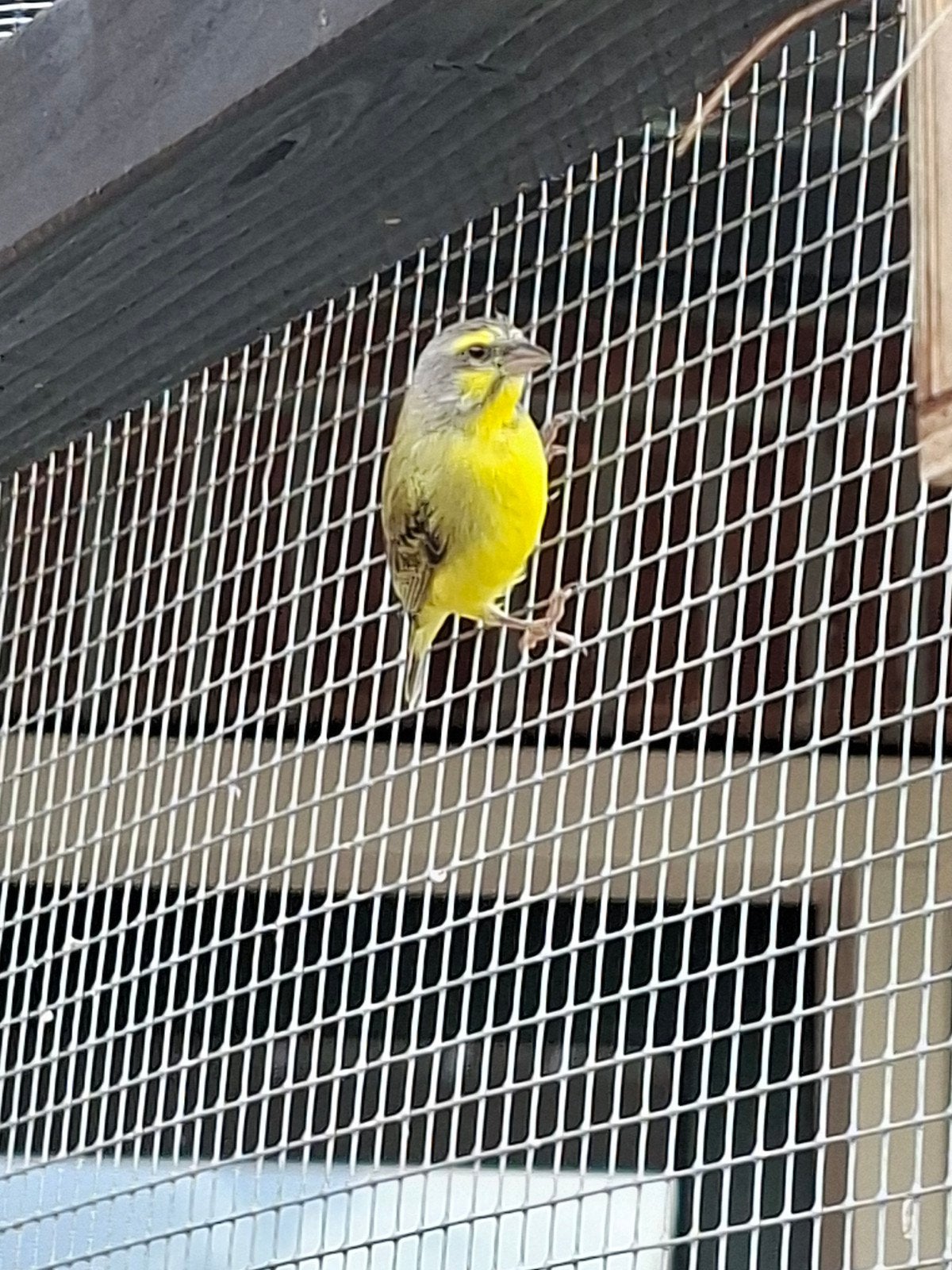 Mozambiquesijs ruilen, Mannelijk