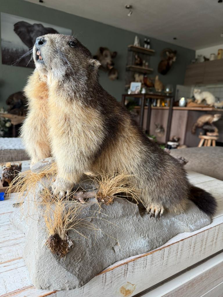 Ogezette Alpenmarmot taxidermie, Ophalen, Zo goed als nieuw, Wild dier, Opgezet dier