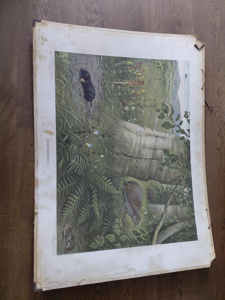 Schoolplaat insecteneters, Antiek en Kunst, Ophalen, Natuur en Biologie
