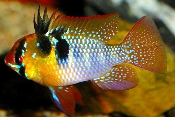 Koppel Mikrogeophagus ramirezi 4 - 4,5 cm!!!, Vis, Zoetwatervis