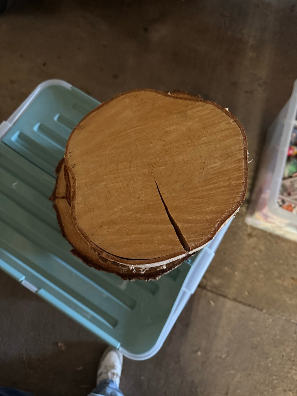 12 Houten Schijven voor Decoratie, Ophalen, Gebruikt, Hout, Bruin