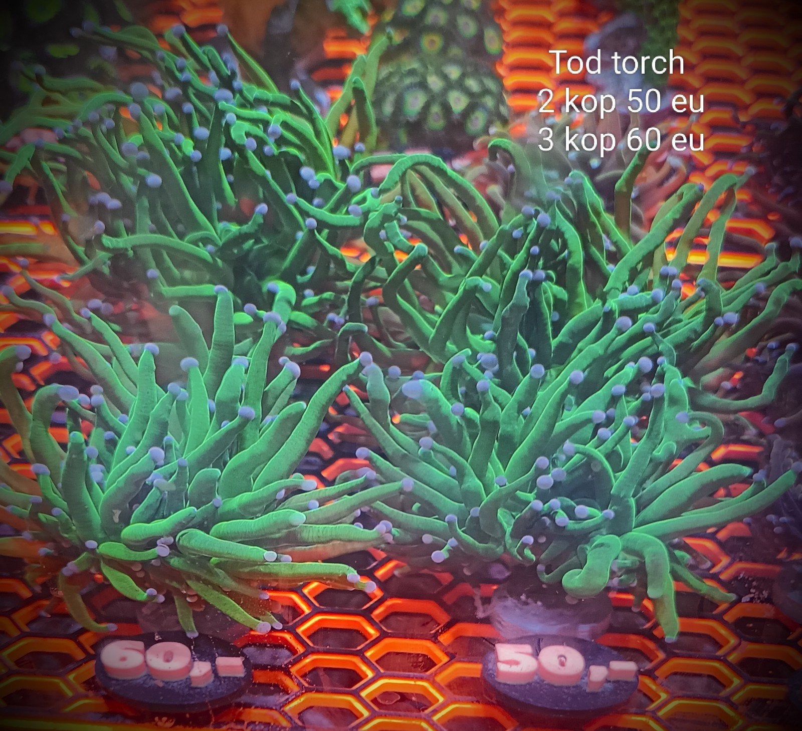 TOD torch (euphyllia glabrences), Dieren en Toebehoren, Zoutwatervis