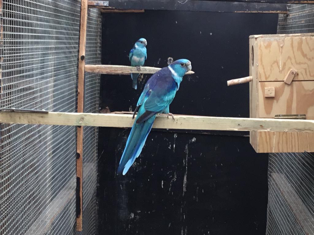 3 kweekrijpe koppels blauwe barnards, Dieren en Toebehoren, Vogels | Parkieten en Papegaaien, Meerdere dieren, Parkiet, Geringd