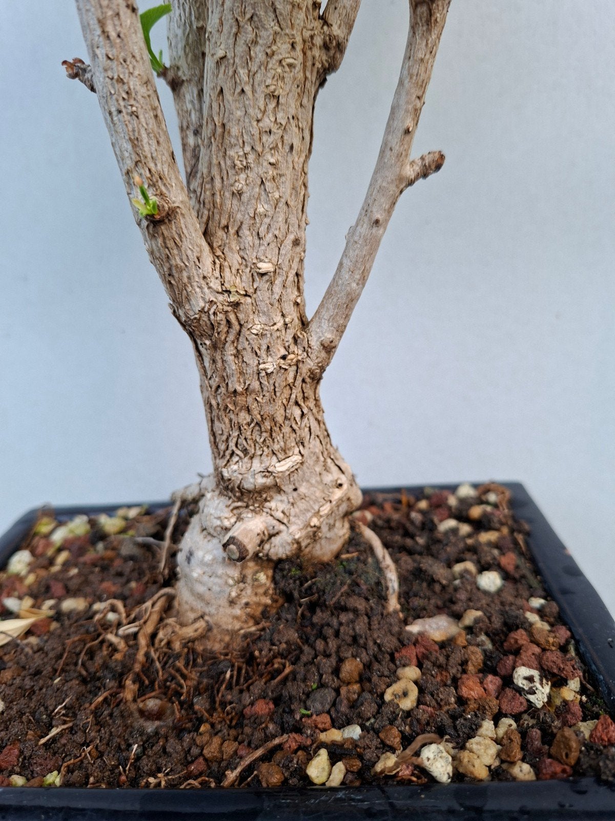 Bonsai ginkgo, Ophalen, Bloeit niet, Halfschaduw, Overige soorten