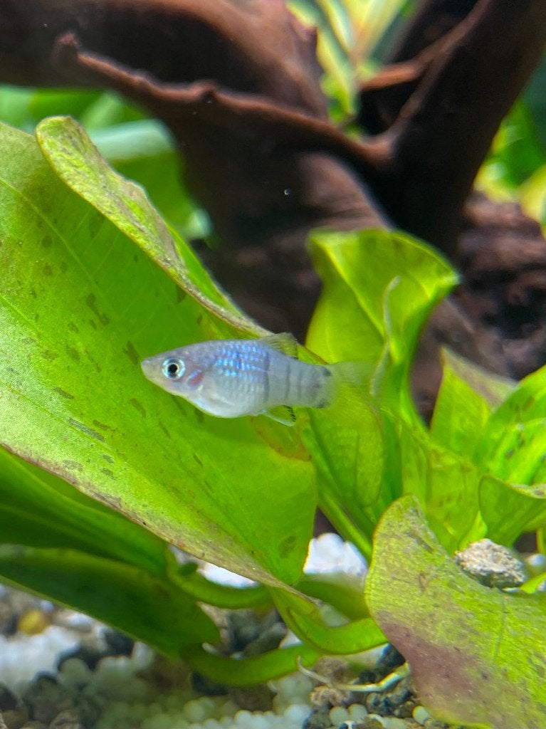 Gezonde Baby platy visjes, Vis, Zoetwatervis, Schoolvis