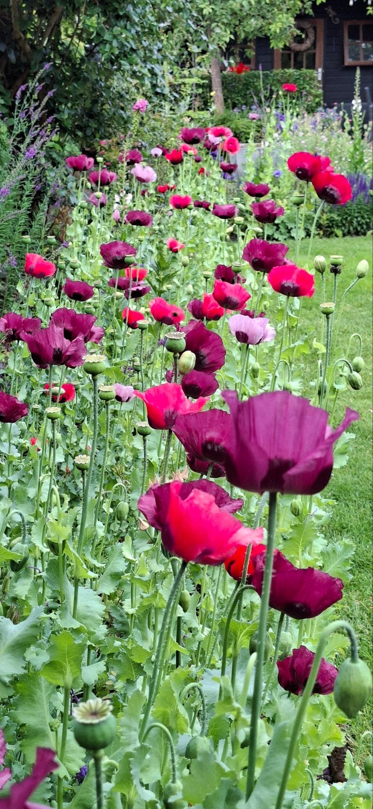 Papaver zaad eenjarig, Tuin en Terras, Bloembollen en Zaden, Ophalen of Verzenden, Gehele jaar, Volle zon, Zaad