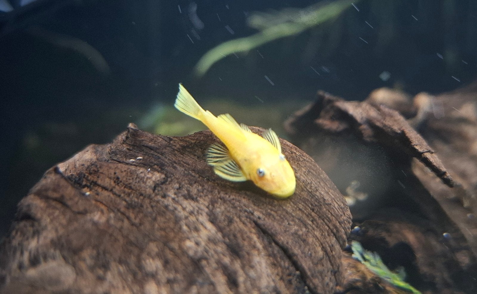 L144 Longfin Blue eye ancistrus / algeneter, Dieren en Toebehoren, Vis, Zoetwatervis