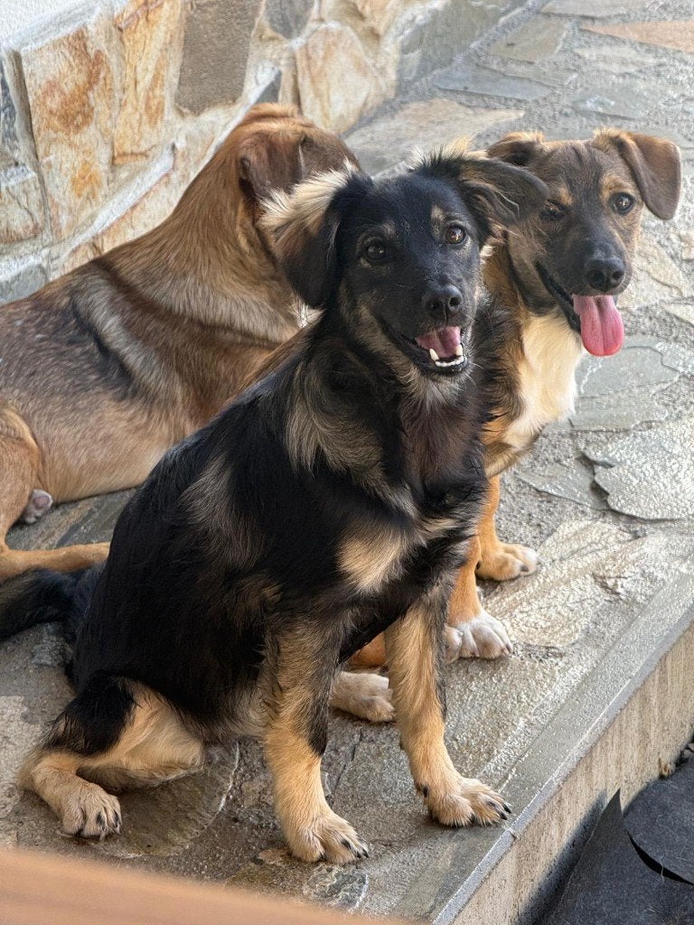 Bella Roemeense schoonheid., Dieren en Toebehoren, 15 weken tot 1 jaar, Teef, Eén hond, CDV (hondenziekte)