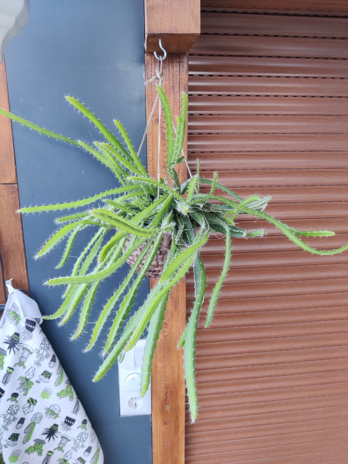 Dragon Fruit, Aloë Vera & San Pedro Cactussen, Ophalen of Verzenden, Eenjarig, Groenteplanten, Volle zon