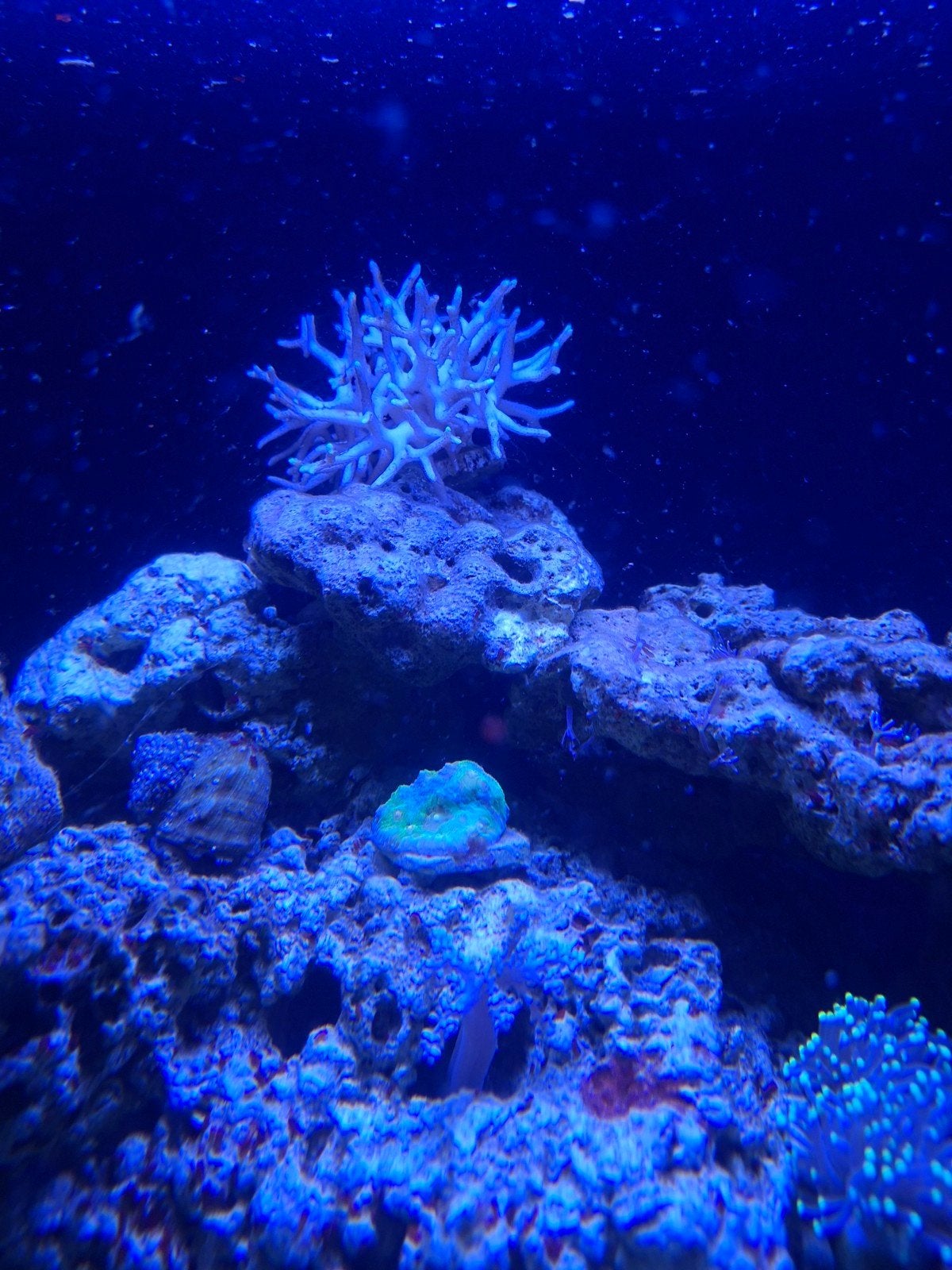 Blue Marine Reef 160, Dieren en Toebehoren, Ophalen, Gevuld zeewateraquarium, Gebruikt, Blue Marine