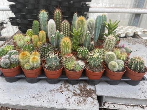 Cactussen mix geleverd in de 6,5 cm potmaat. 0,75 per stuk, Ophalen of Verzenden, Minder dan 100 cm, Bloeiende kamerplant, Volle zon