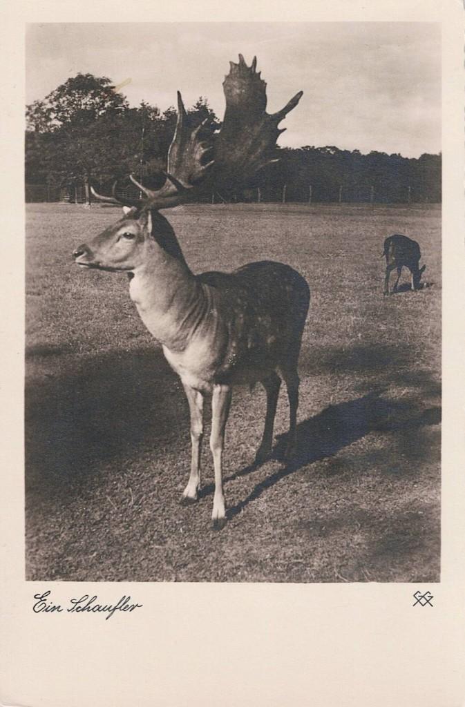 dieren Hert Ein Schaufler 21, Verzenden, 1940 tot 1960, Ongelopen, Wild dier