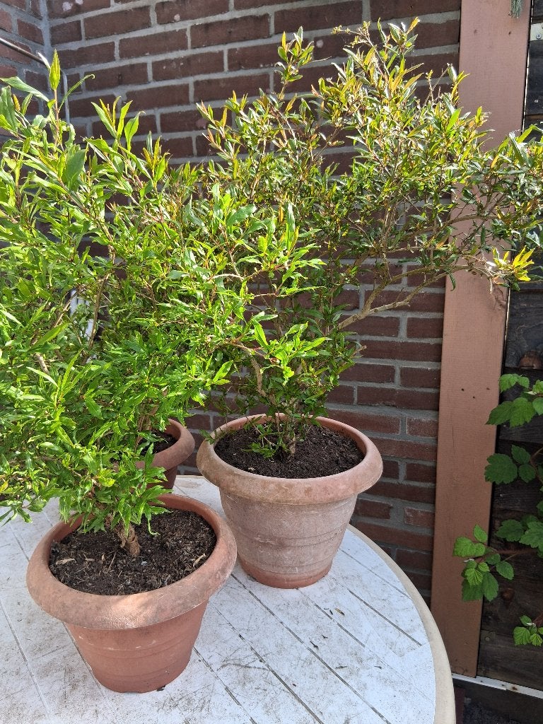 Granaatappelboom, Ophalen, Nieuw