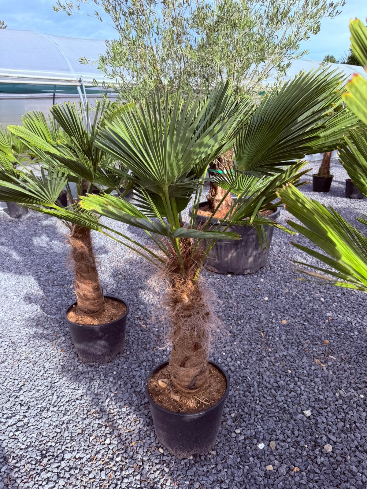 Trachycarpus Wagnerianus 60/70 stam, Tuin en Terras, 100 tot 250 cm, Zomer, Palmboom, Ophalen