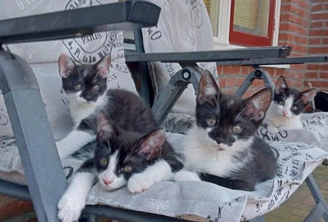 Nog 2 lieve, sociale kittens zoeken gouden mandje, Dieren en Toebehoren, Katten en Kittens | Overige Katten, Meerdere dieren
