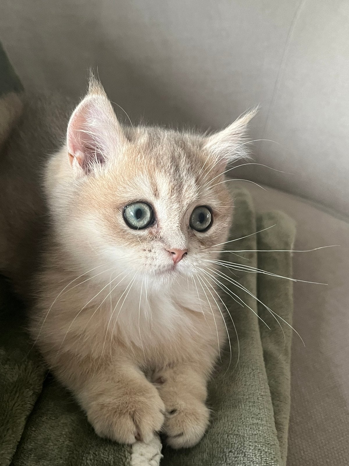 Britse korthaar kittens golden  met stamboom, Kater