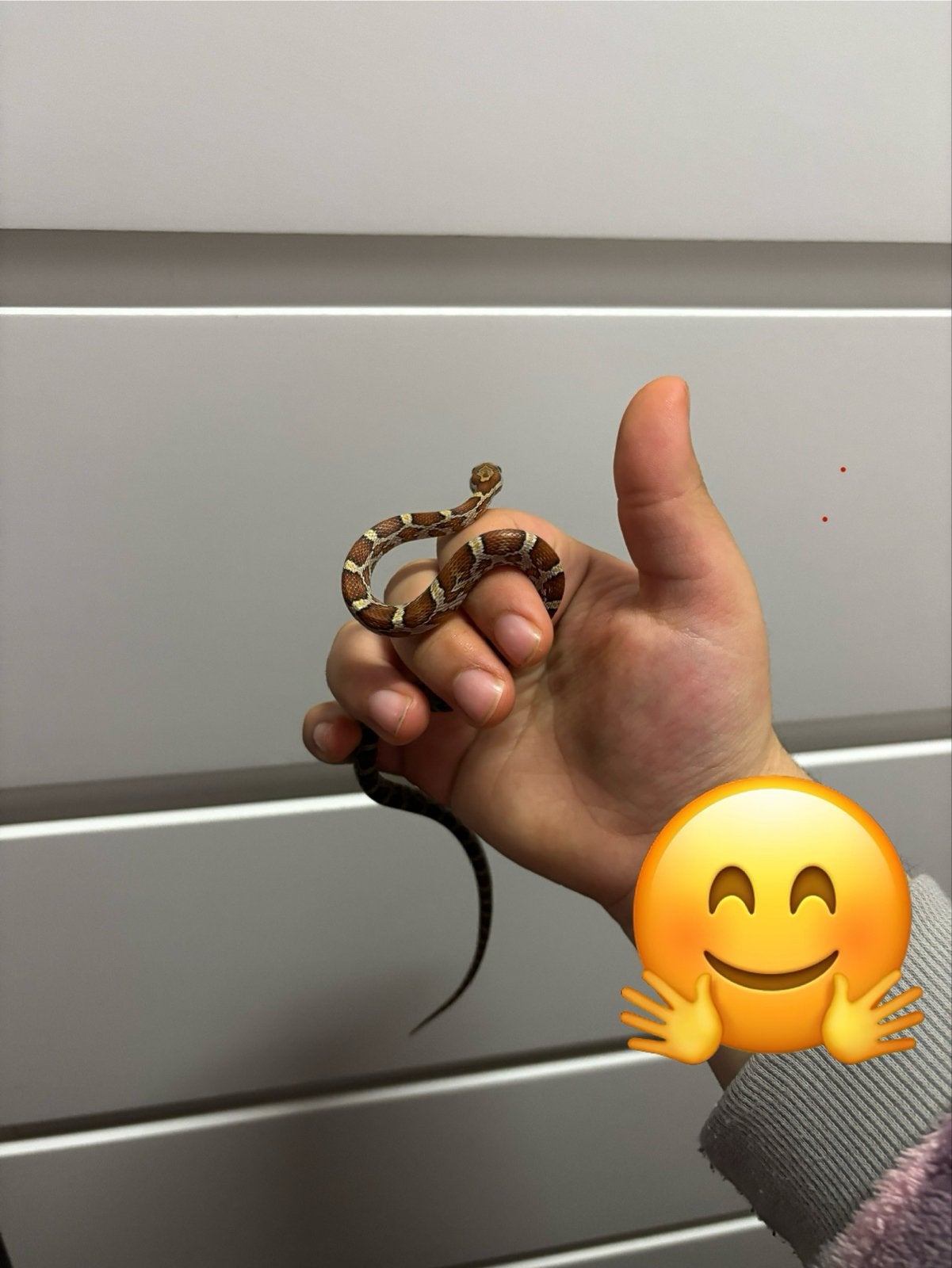 Korenslang Corn Snake photo 4