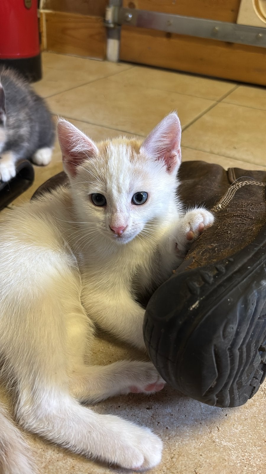 Boederij kittens, Meerdere dieren