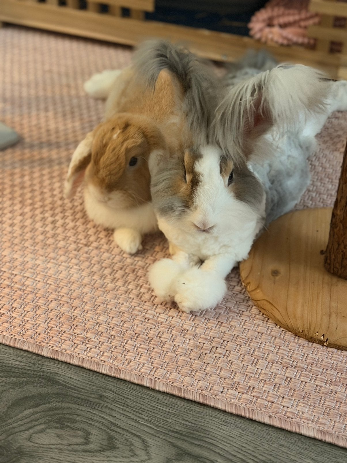 Ontzettend leuk koppel zoekt huisje, Meerdere dieren, Groot, 0 tot 2 jaar