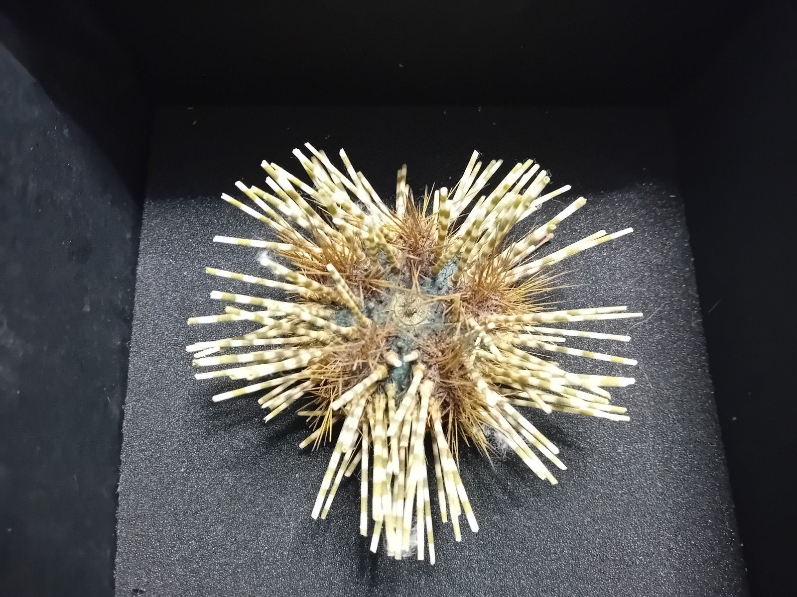 zee egel, Verzamelen, Mineralen en Fossielen, Ophalen of Verzenden