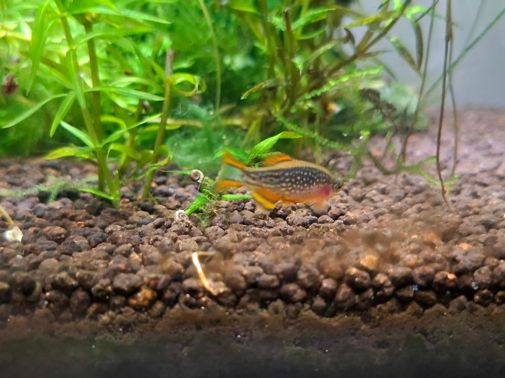 Hemelse pareldanio's  (Rasbora galaxy )ongeveer 3 weken oud