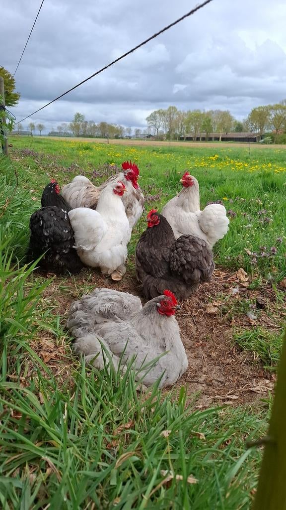 Broedeieren Cochin Kriel, Dieren en Toebehoren, Geslacht onbekend, Kip