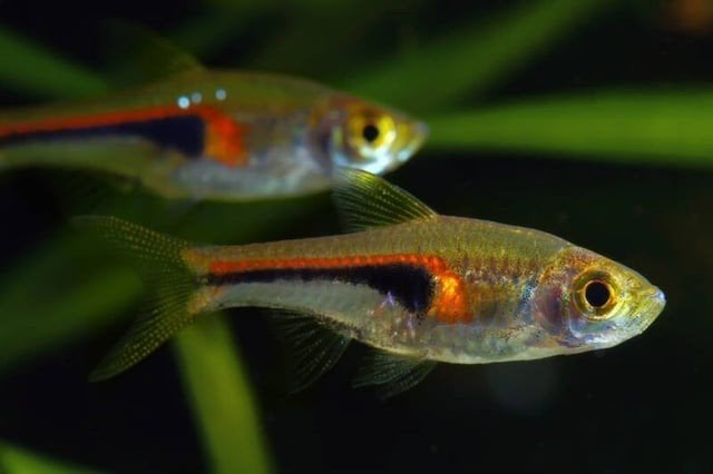 Kegelvlek rasboras 15 stuks, Dieren en Toebehoren, Vissen | Aquariumvissen, Vis