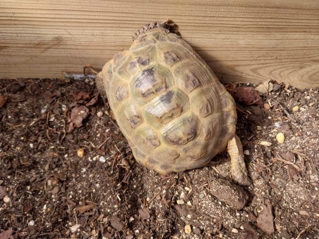 Te koop Vierteenschildpad landschildpad